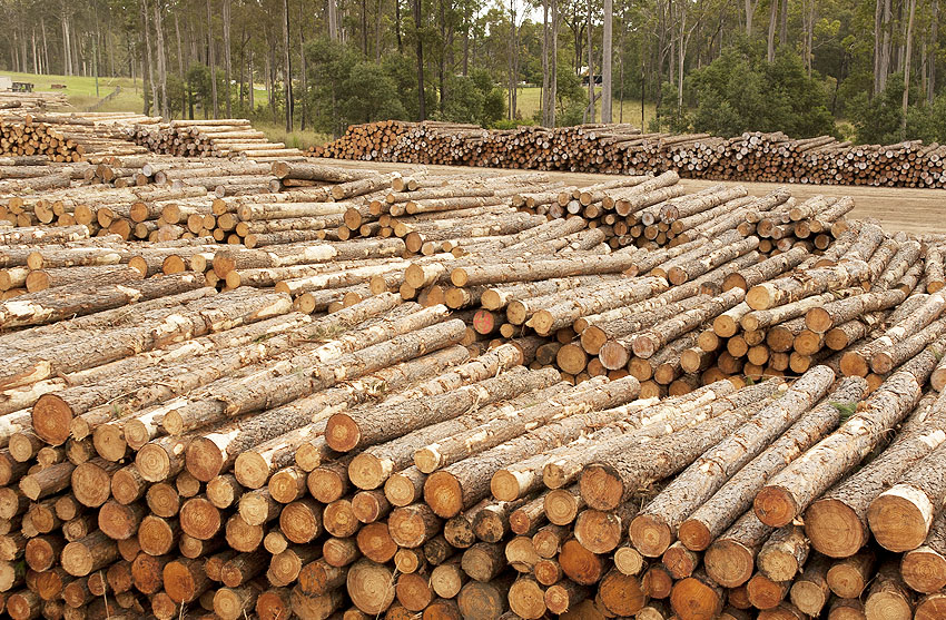 T me buy logs. Выбор древесины. Дерево выбора. Фото в log. Timber logging.